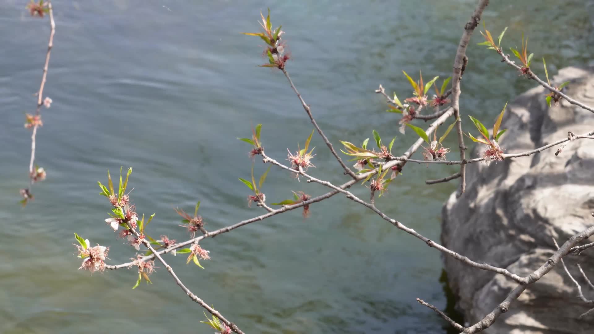 镜头合集旅游湖水湖边植物游客游览视频的预览图