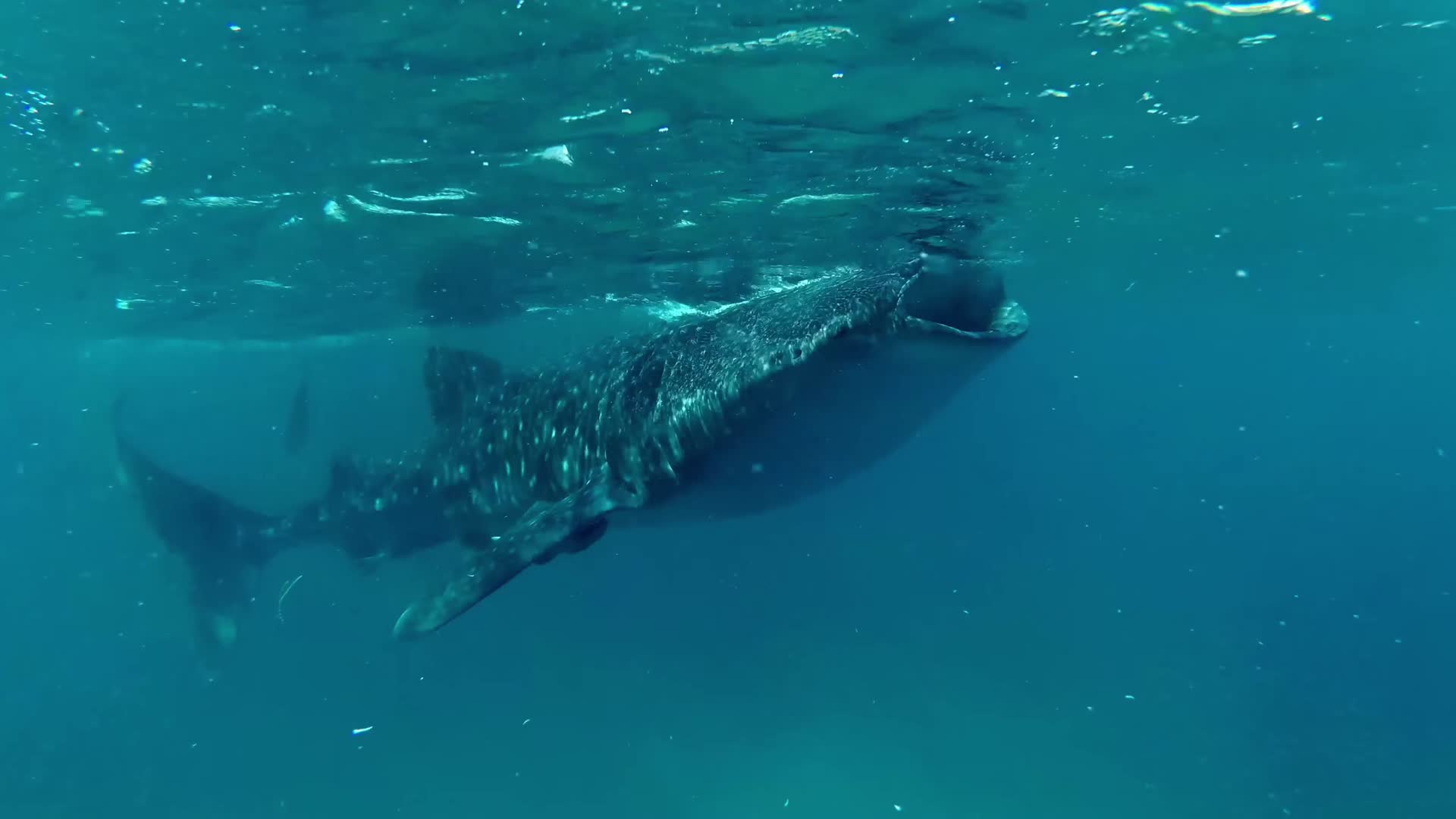 浮浅水下拍摄鲸鱼鲸鲨视频的预览图