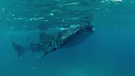 浮浅水下拍摄鲸鱼鲸鲨视频的预览图