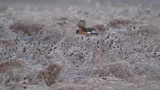 冬季老鹰飞行觅食慢镜头视频的预览图