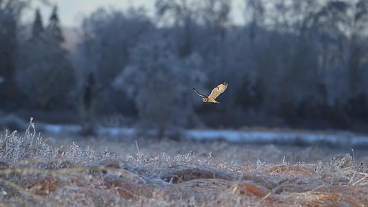 冬季猫头鹰飞行觅食慢镜头视频的预览图