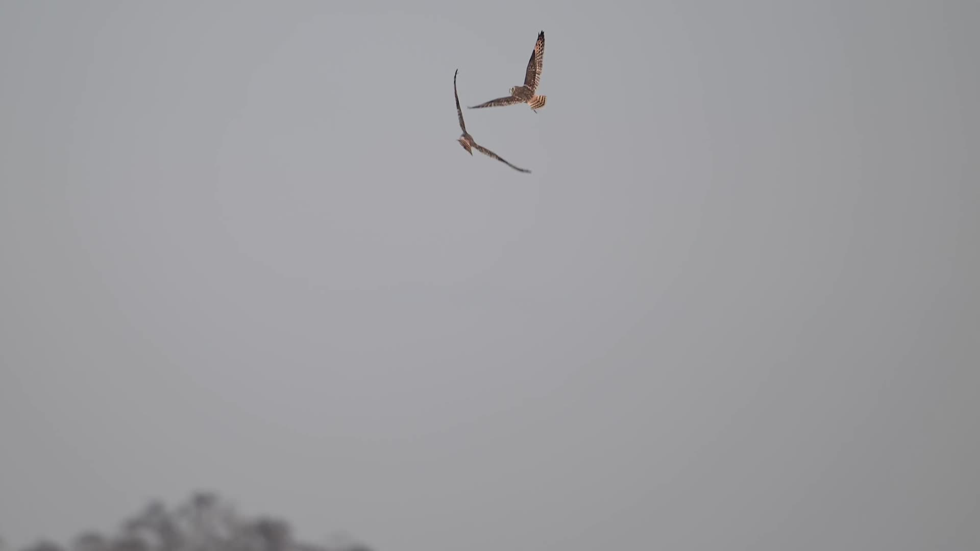 两只猫头鹰空中追逐打闹视频的预览图