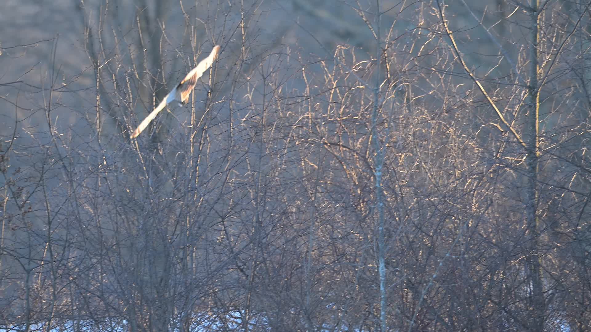 冬季猫头鹰飞行觅食慢镜头视频的预览图