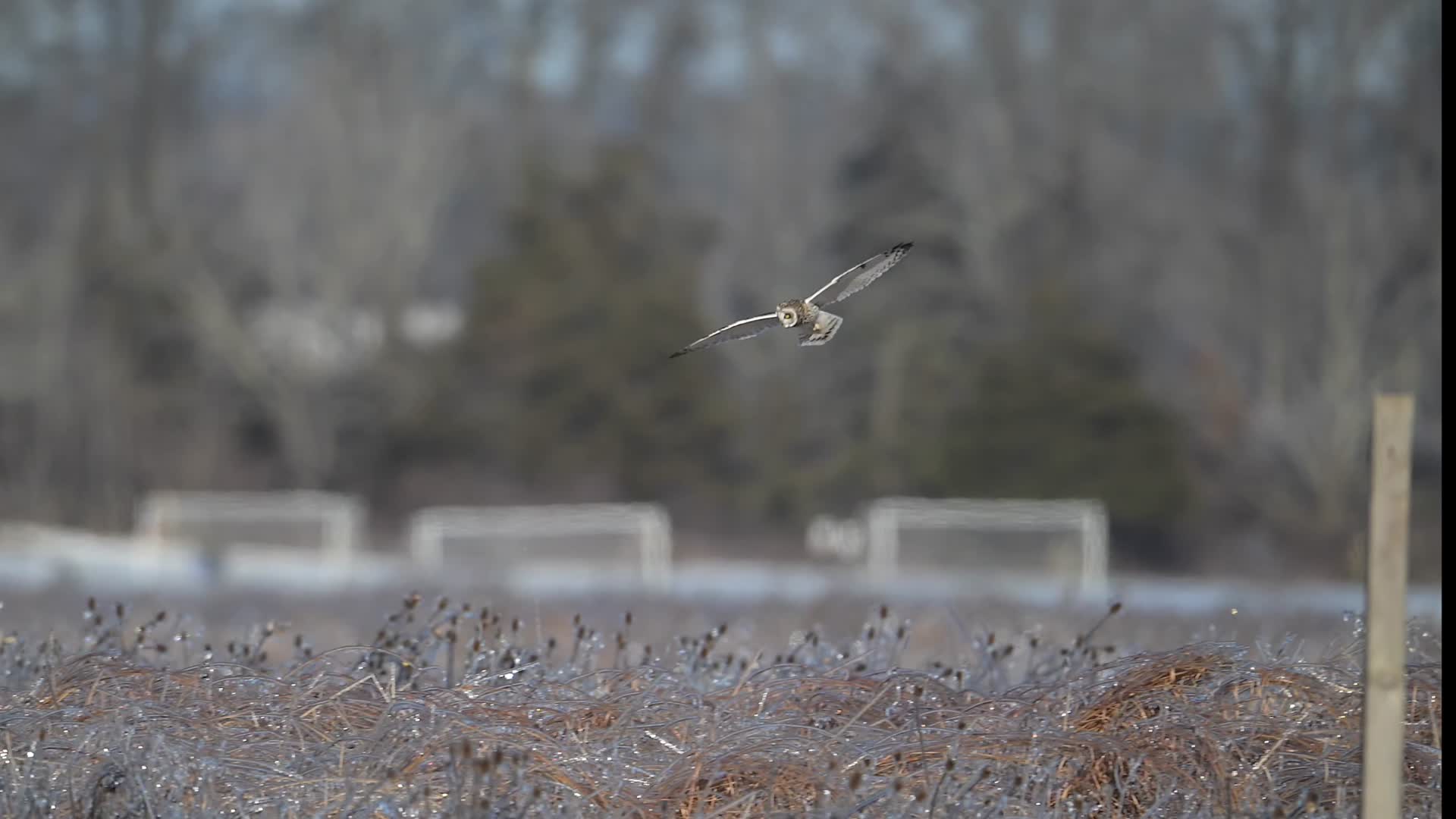 猫头鹰低空飞行觅食慢镜头合集视频的预览图