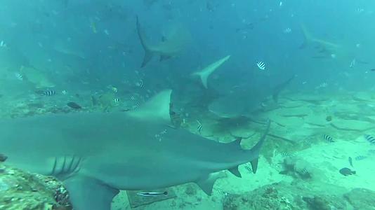 潜水员与鲨鱼互动视频的预览图
