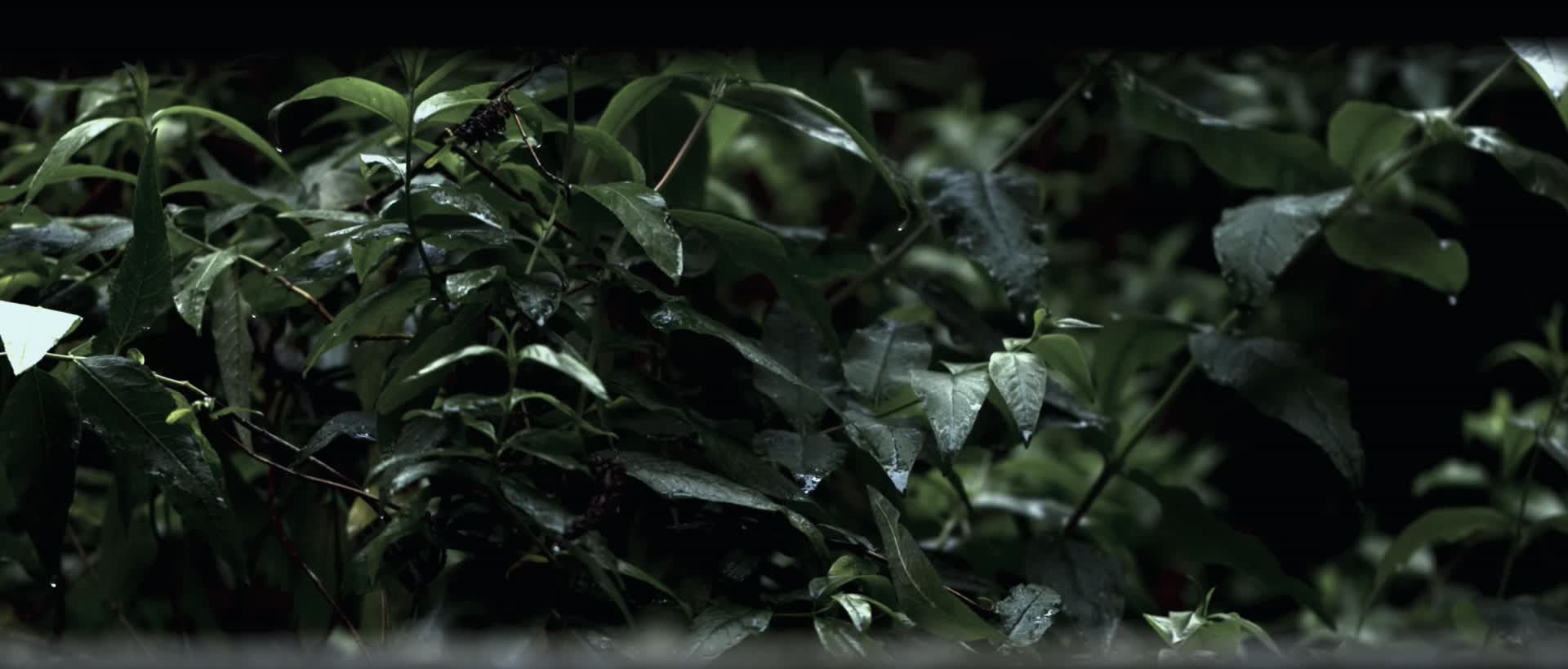 森林雨水植物特写慢镜头合集视频的预览图