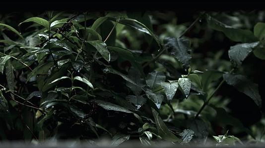 森林雨水植物特写慢镜头合集视频的预览图