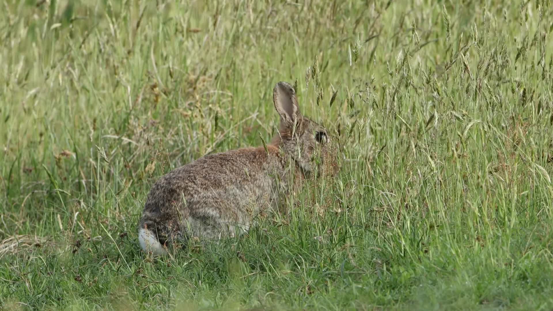 草坪上的野兔视频的预览图