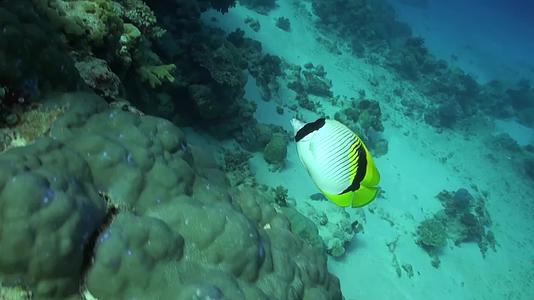 水下拍摄海洋生物合集视频的预览图