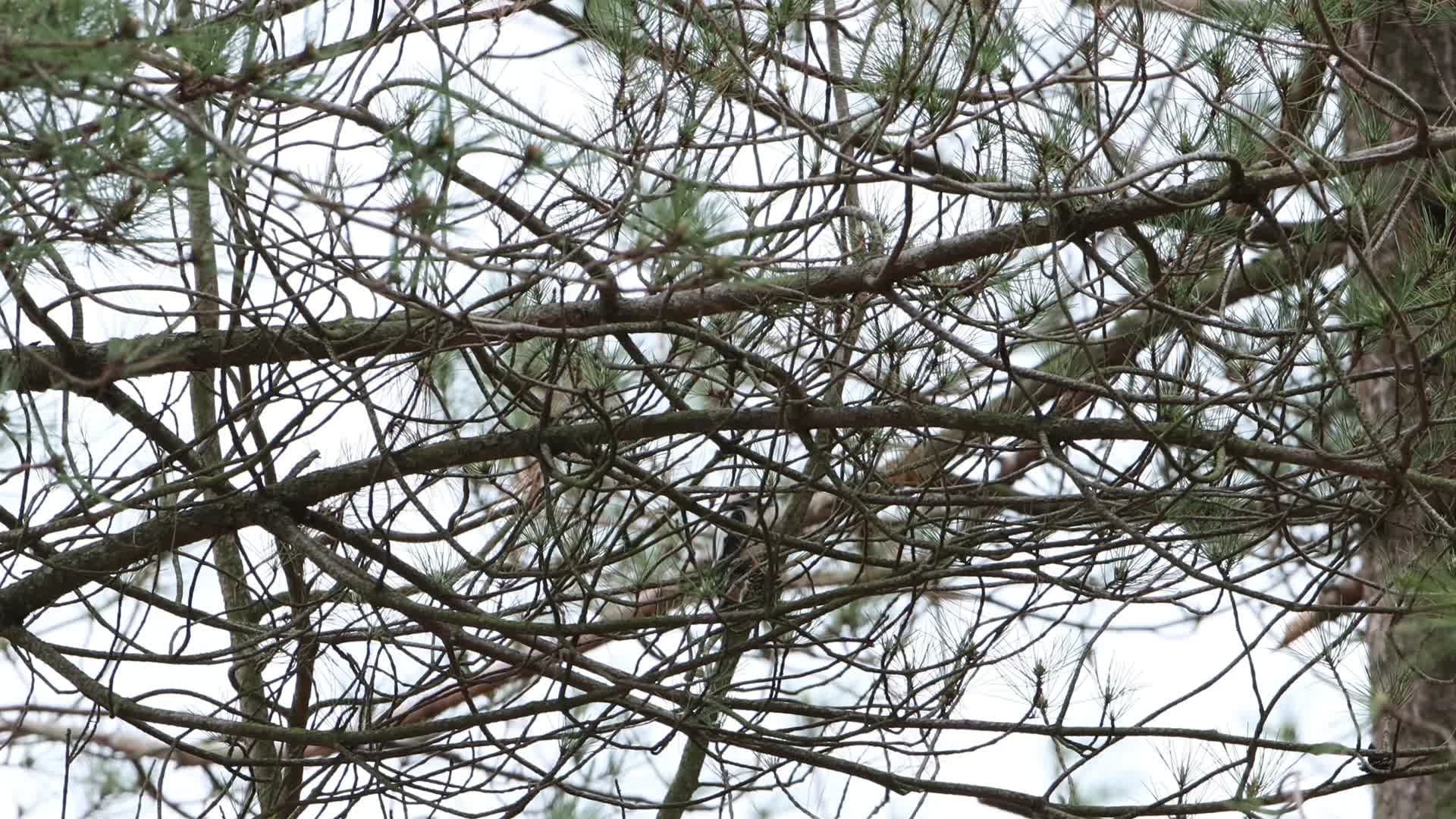 树上觅食捉虫的啄木鸟视频的预览图
