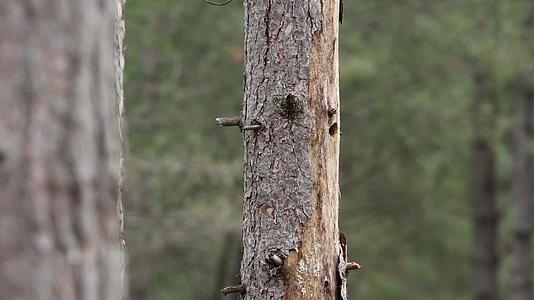 森林松树上觅食的松树视频的预览图