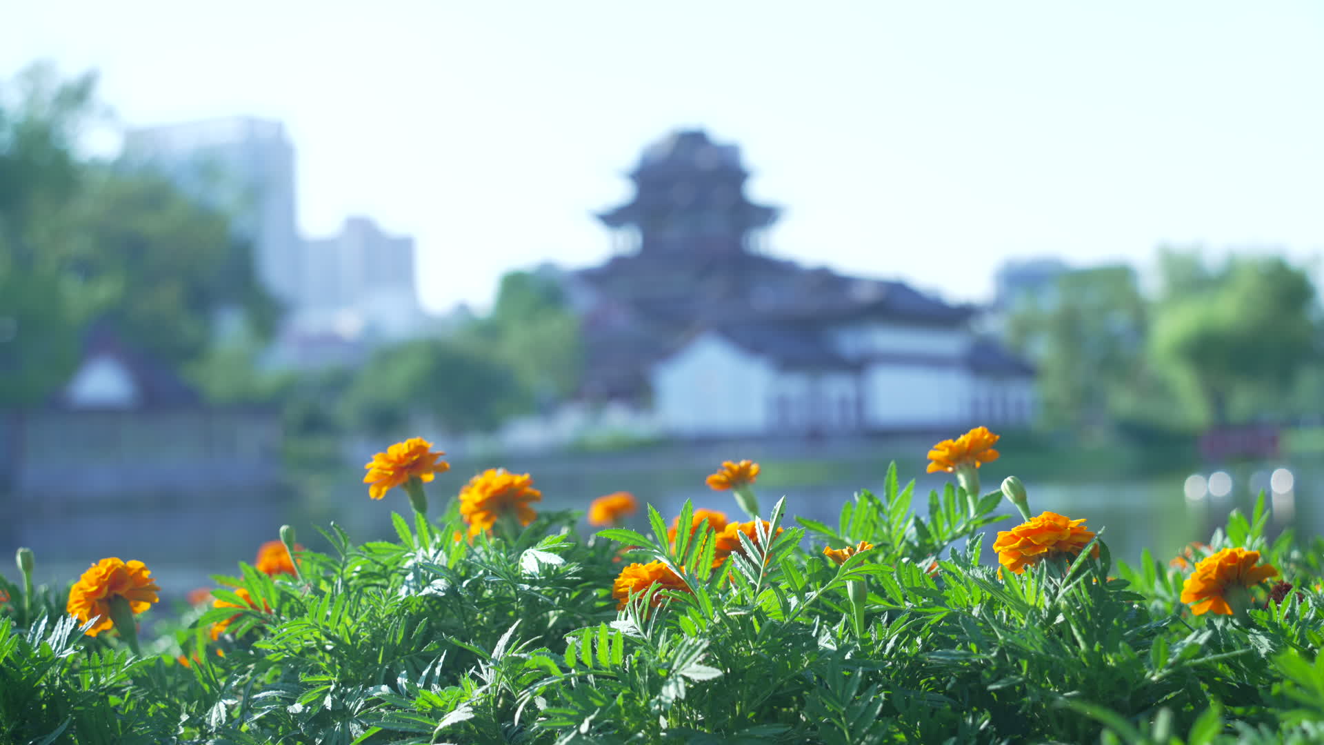 武汉武昌区紫阳公园视频视频的预览图