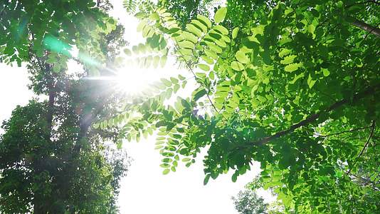 初夏阳光树林与帐篷视频的预览图