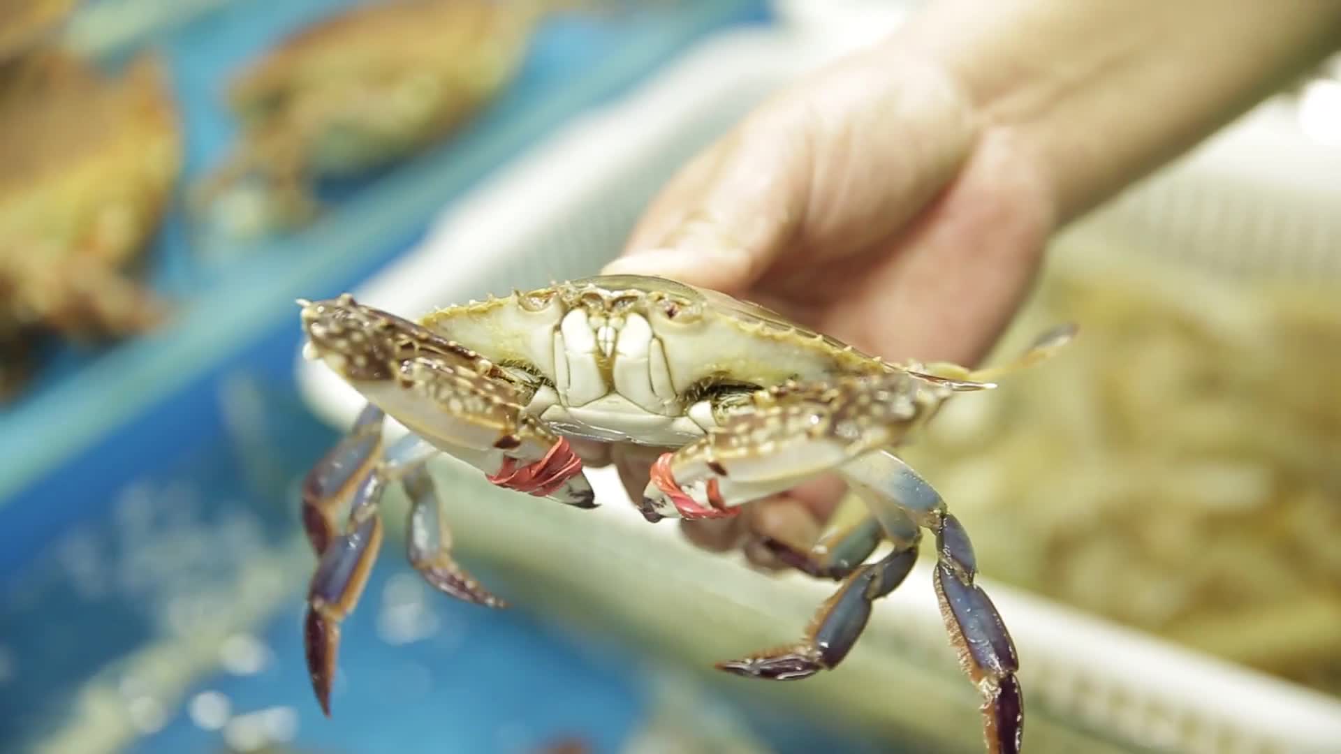 镜头合集水产市场买螃蟹海蟹视频的预览图