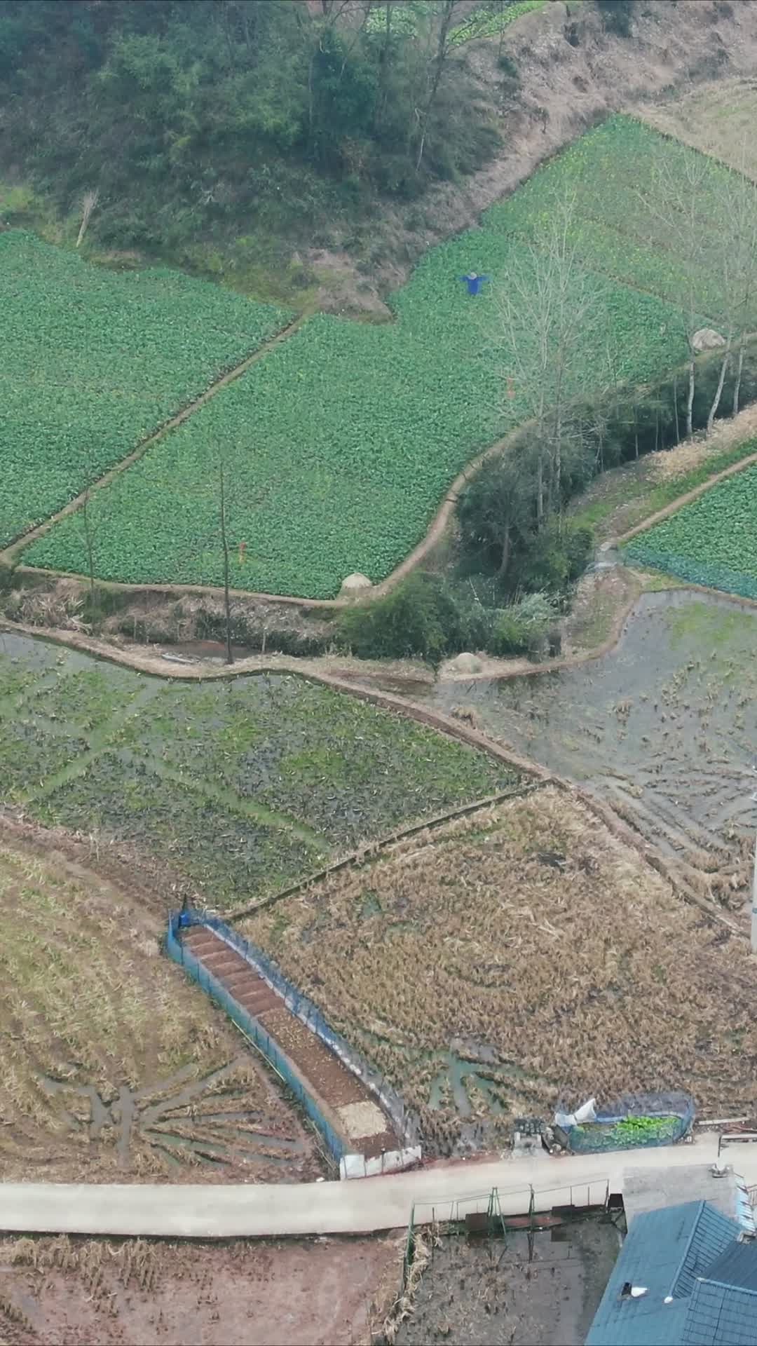 航拍农业种植农作物竖屏视频的预览图