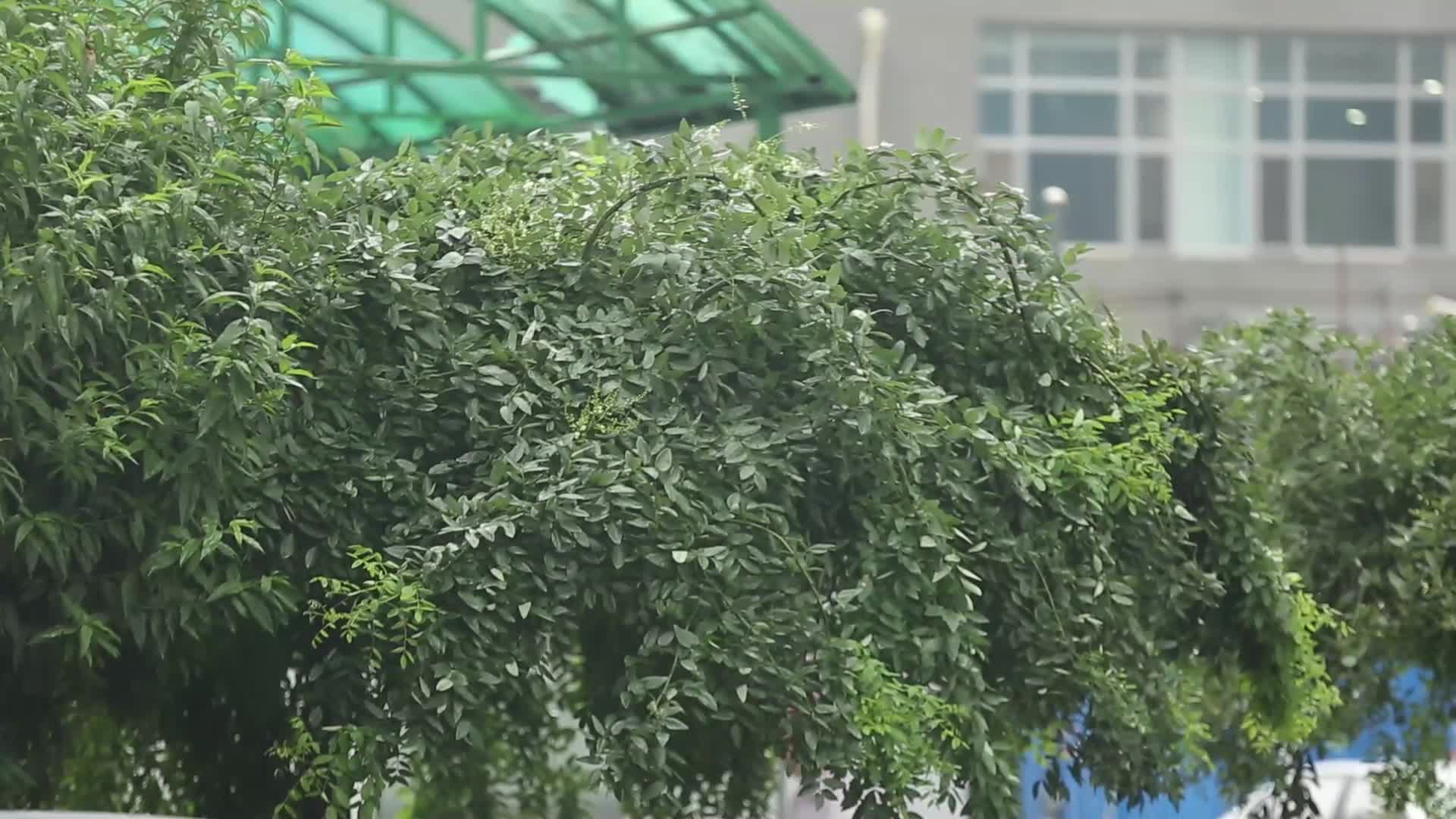 镜头合集下雨植物叶子滴水绿叶天空视频的预览图