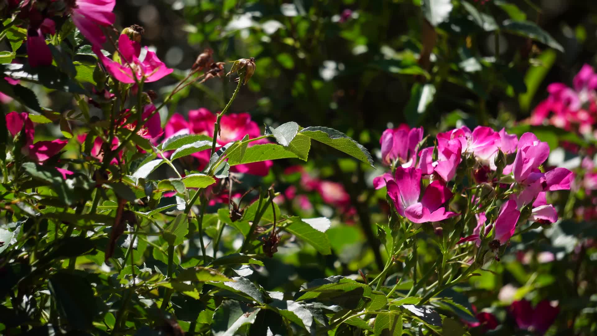 粉红色花朵绿化带视频的预览图