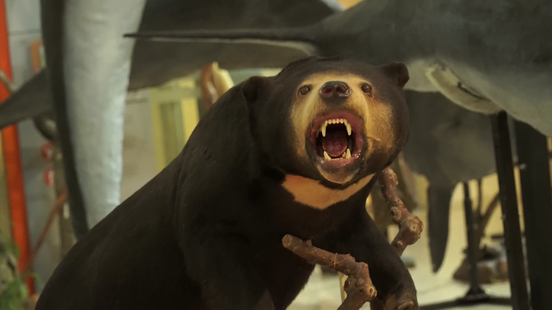 黑熊棕熊狗熊模型标本视频的预览图