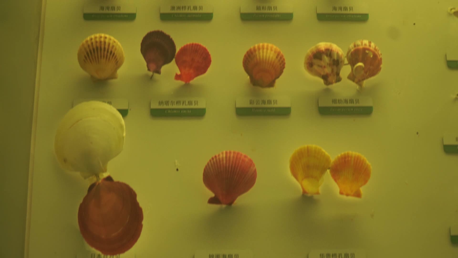 深海贝壳珍珠贝甲壳生物标本海螺视频的预览图