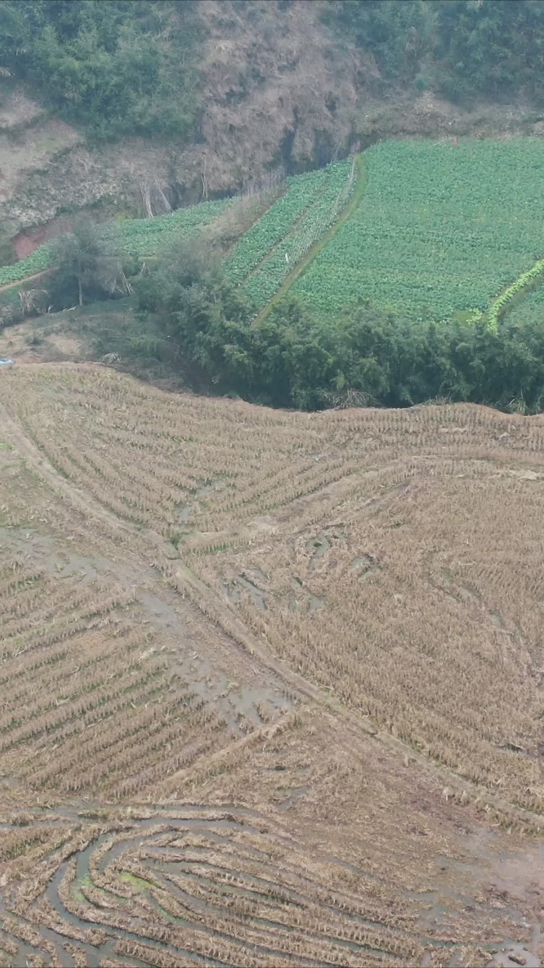 航拍农业种植农作物竖屏视频的预览图