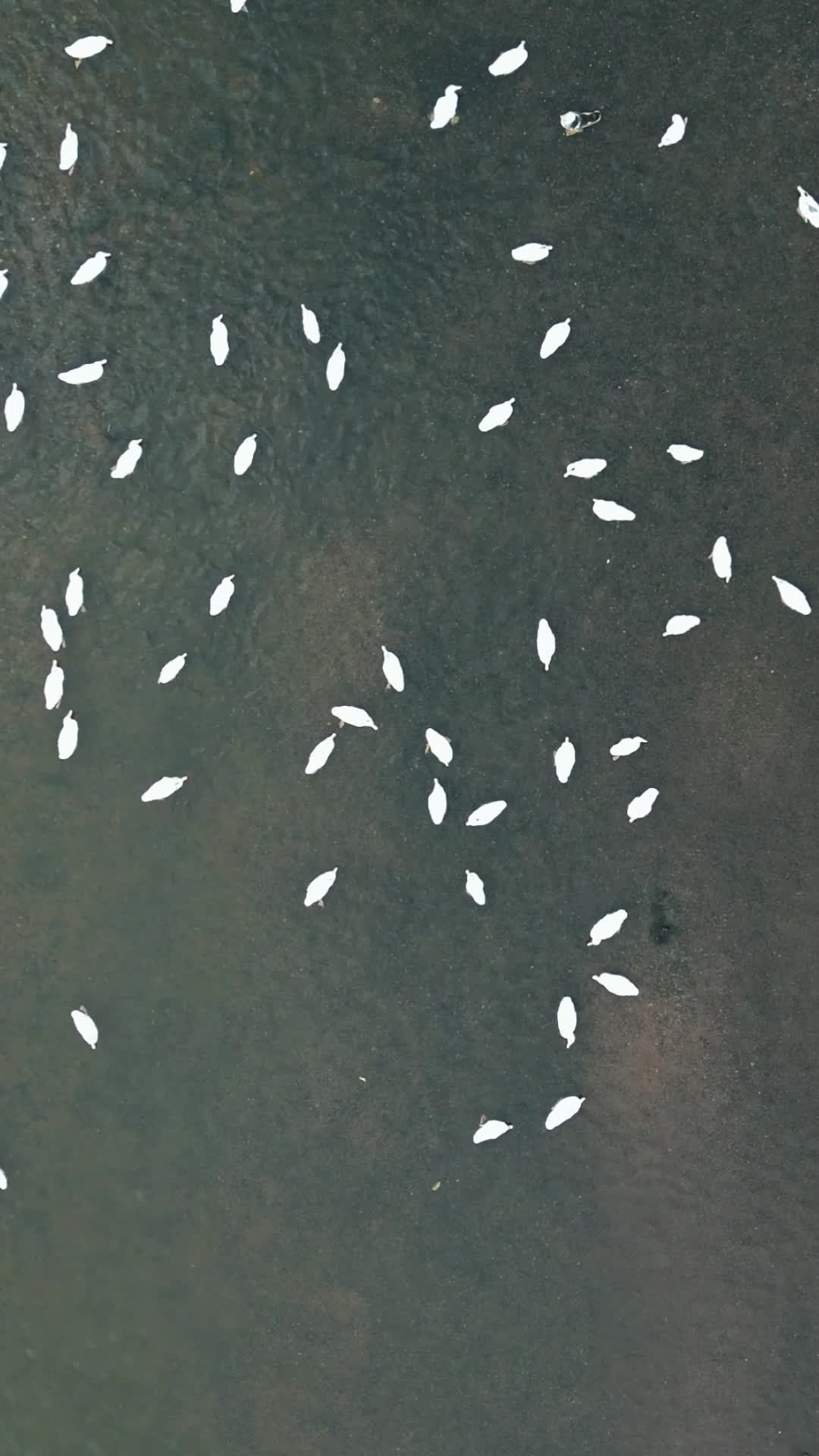航拍乡村放养家禽竖屏视频的预览图