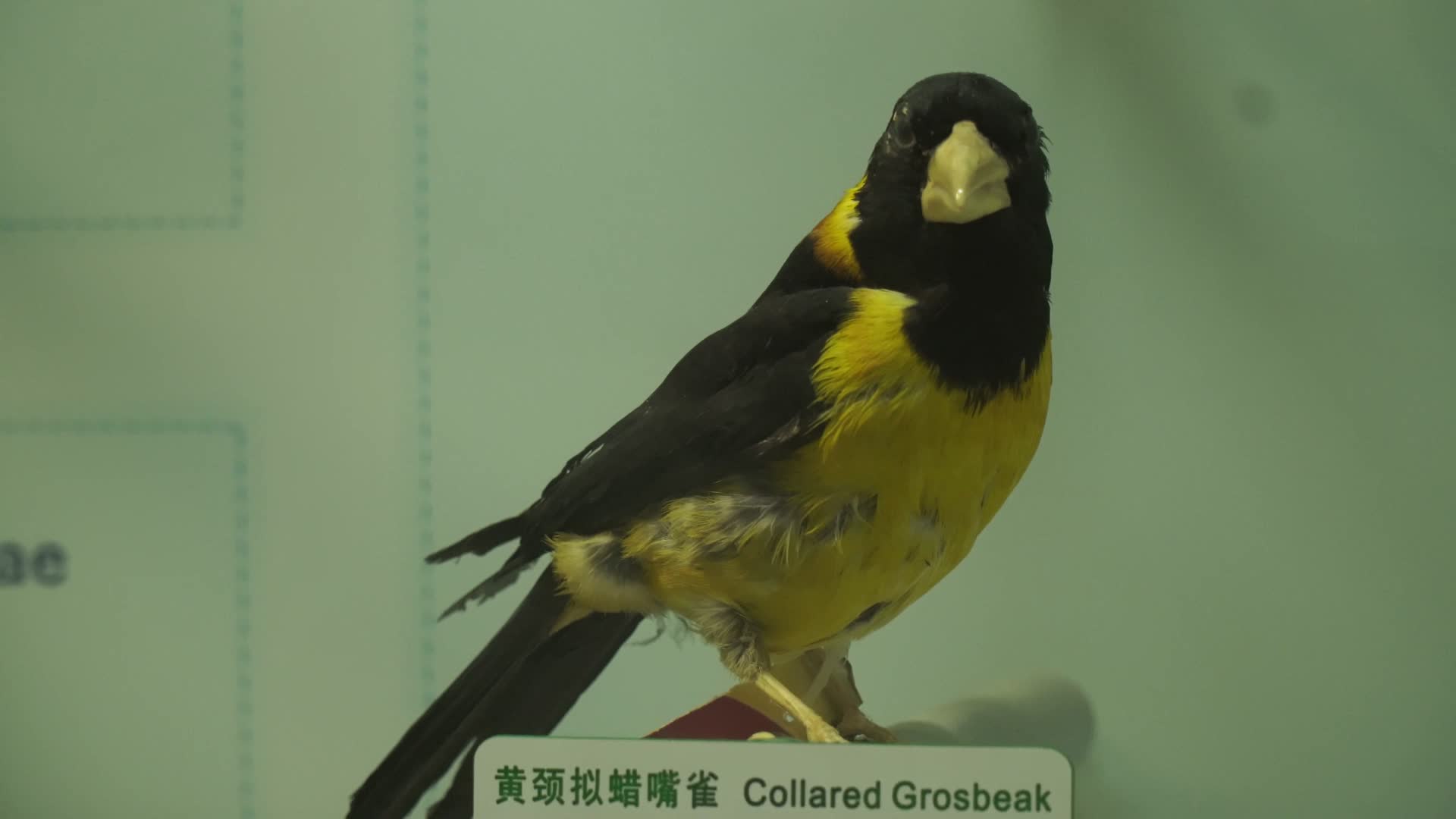 山雀翠鸟小型鸟类标本视频的预览图