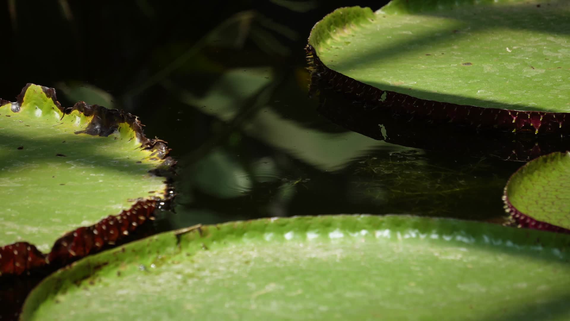 霸王莲花叶片水生植物视频的预览图