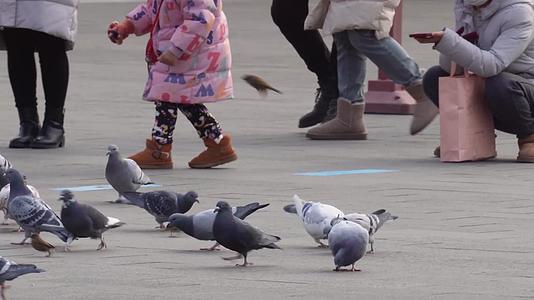 镜头合集和平鸽喂鸽子信鸽飞鸟老北京视频的预览图