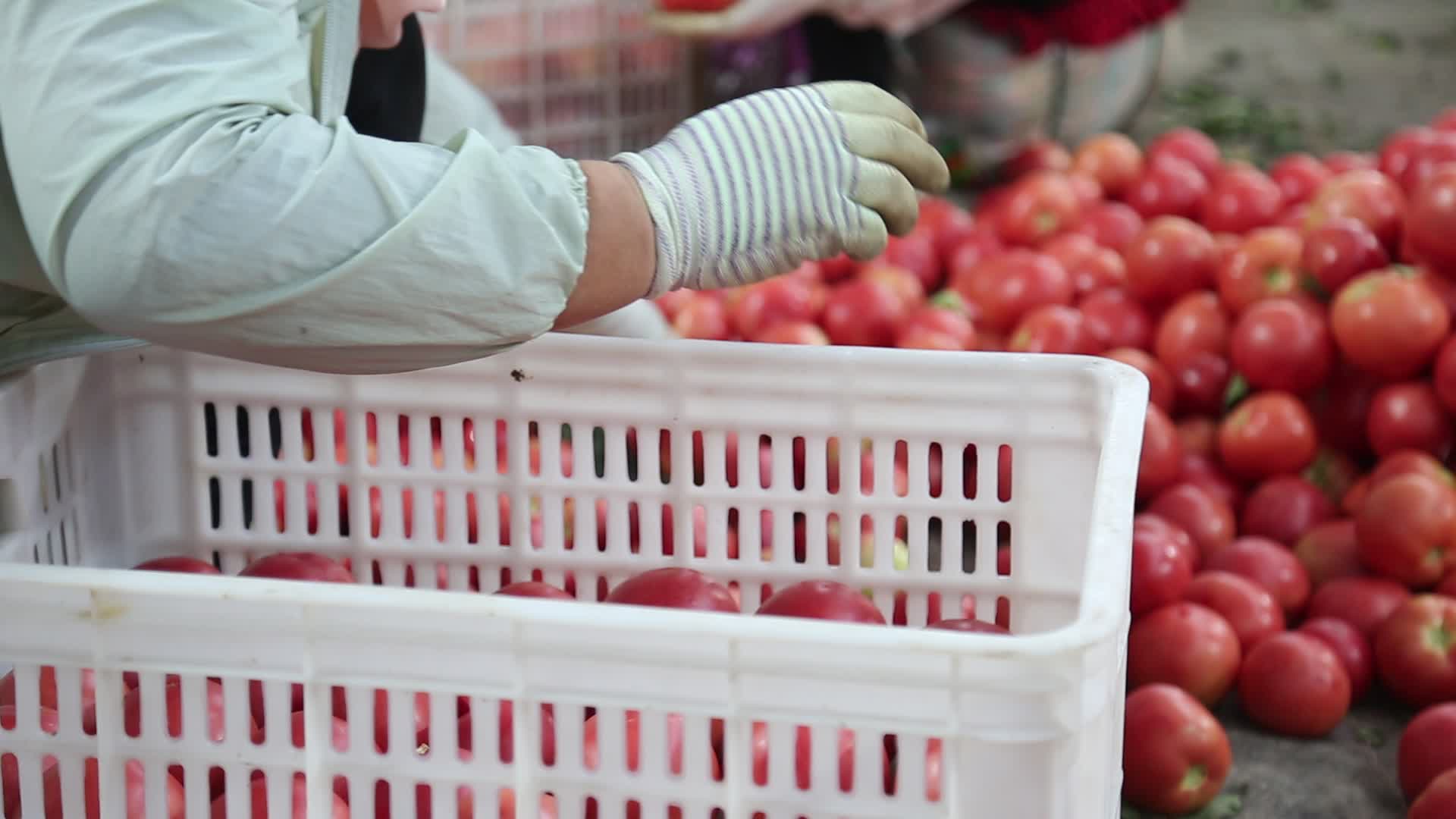 农民采摘装箱西红柿西红柿包装视频的预览图