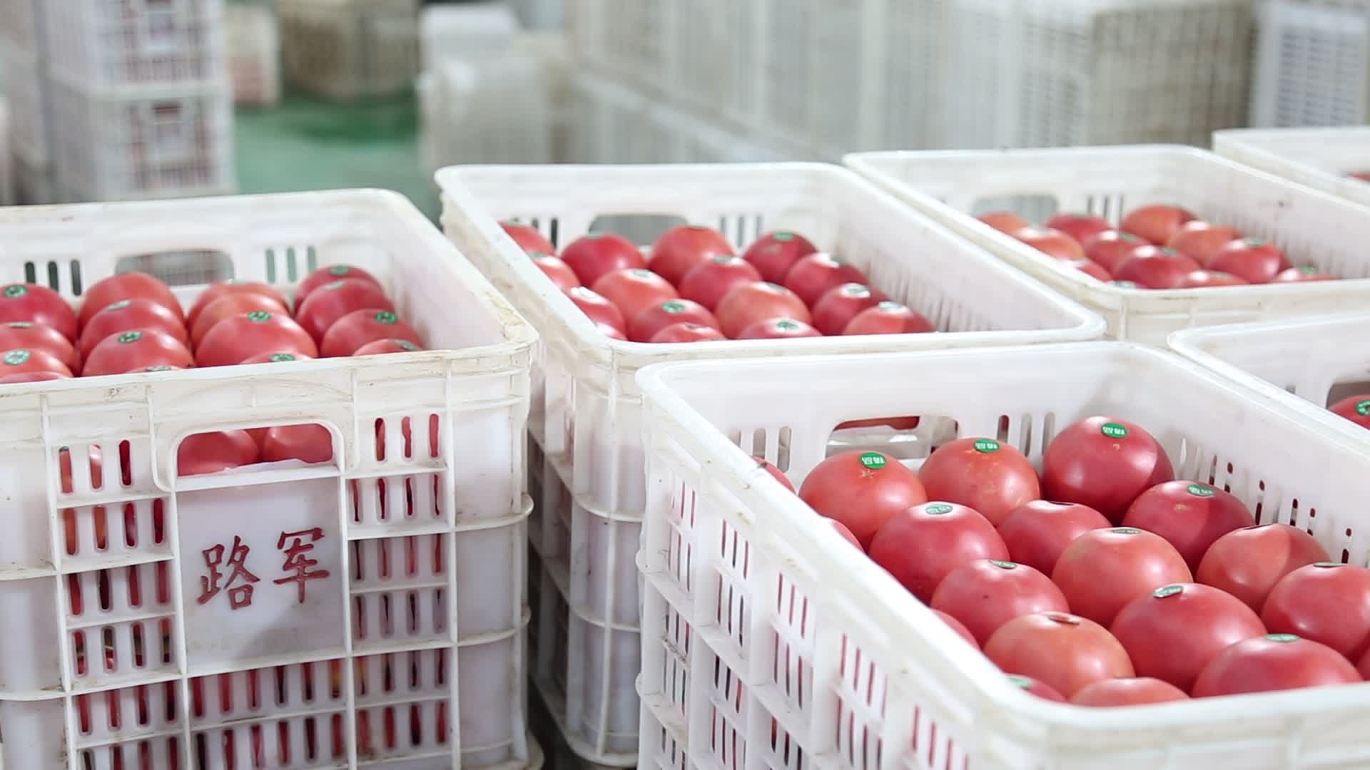 农民采摘装箱西红柿西红柿包装视频的预览图