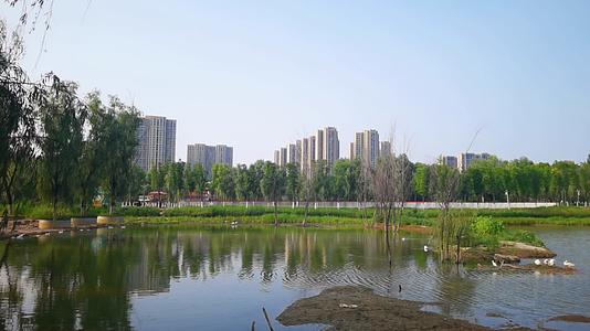 西安樊川公园天鹅湖视频的预览图