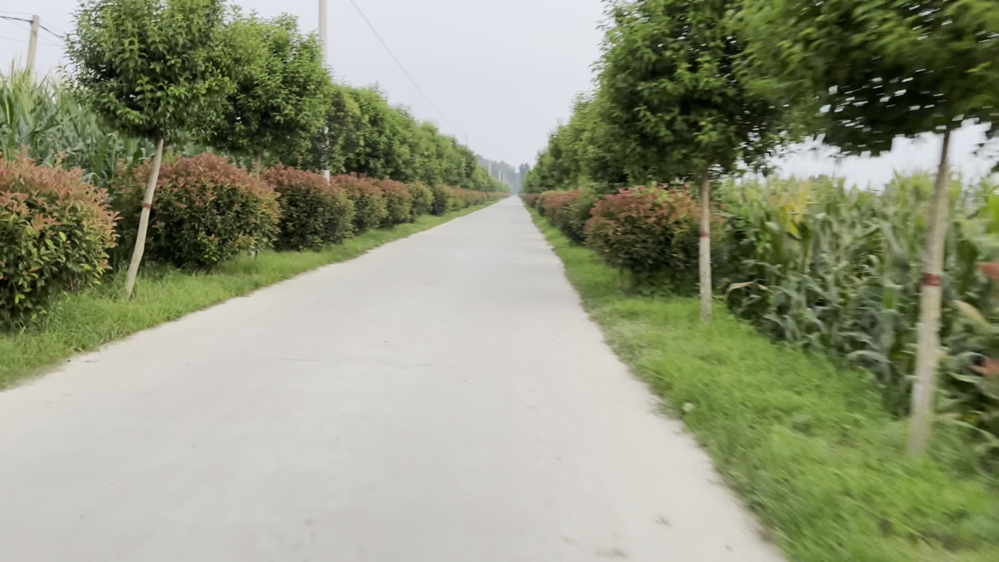 农村乡间小路风景高清乡间小路视频的预览图