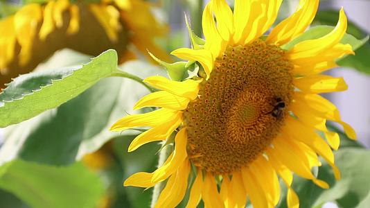蜜蜂与向日葵视频的预览图
