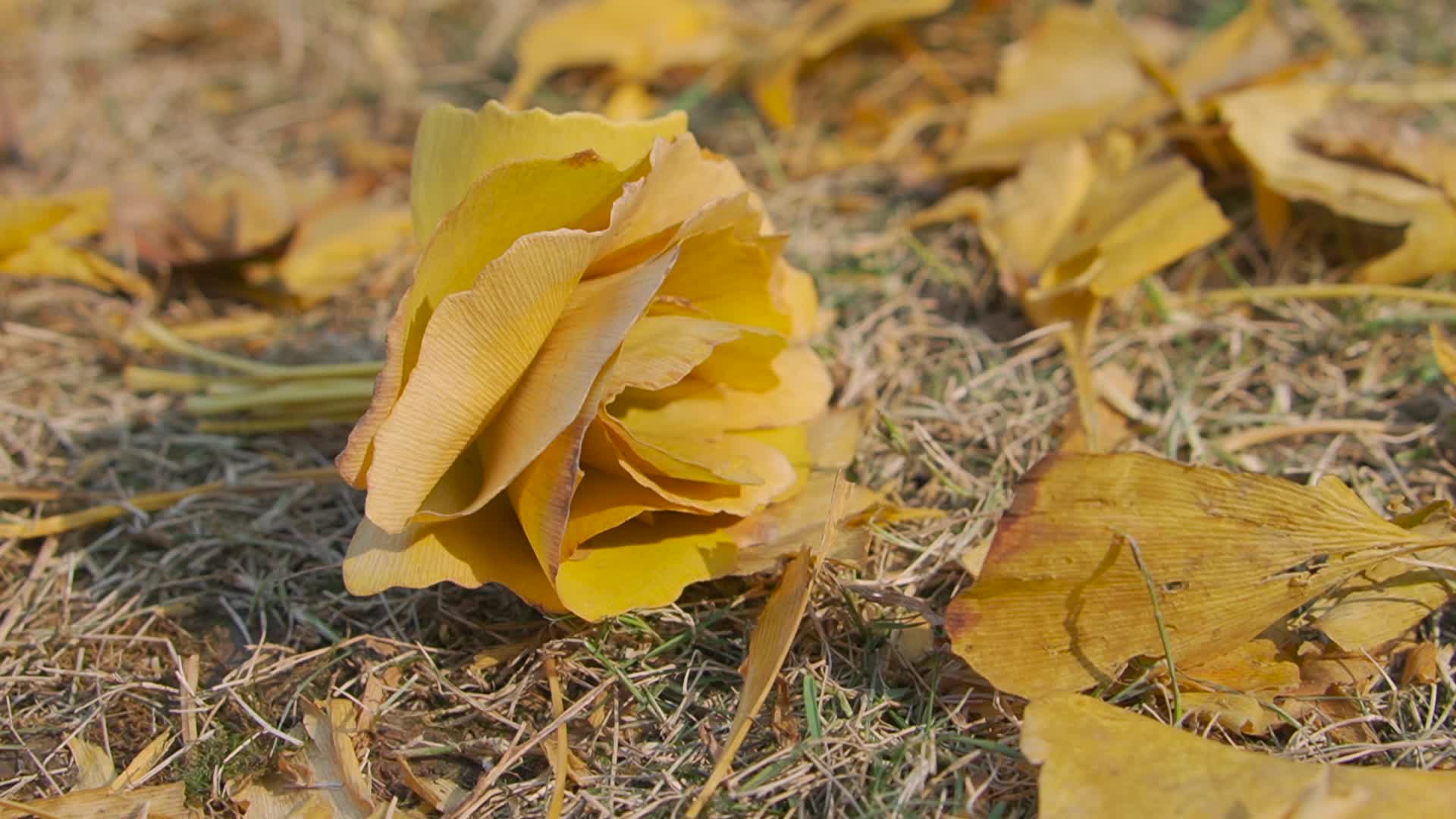 二十四节气立秋银杏花朵视频的预览图