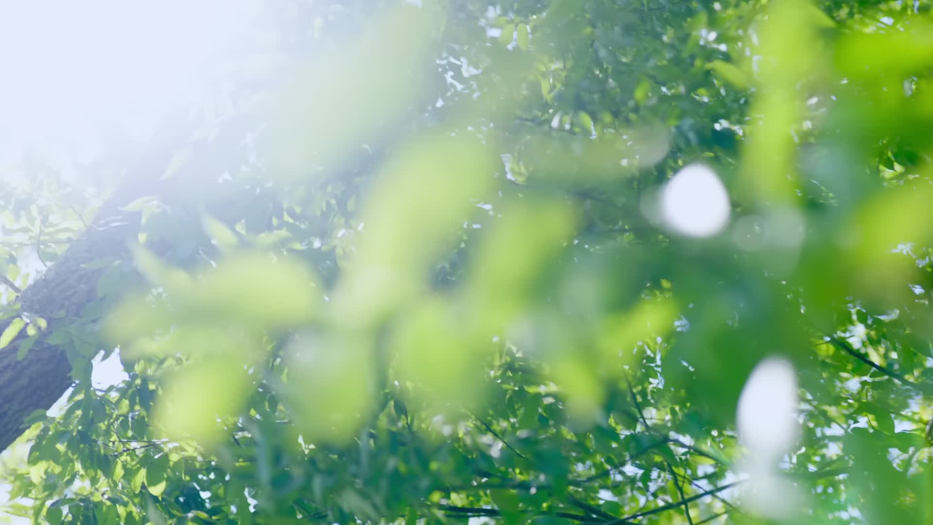 夏日唯美森林树叶阳光合集视频的预览图
