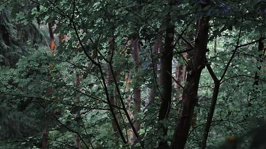 夏季森林植物唯美特写合集视频的预览图