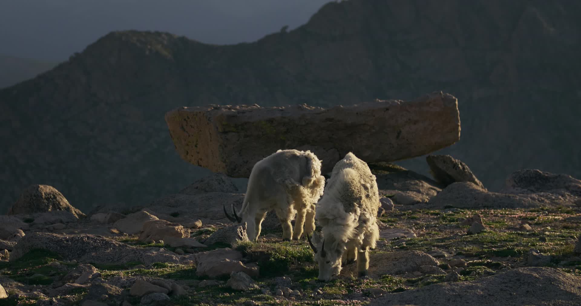 雪羊山羊傍晚黄昏山顶觅食合集视频的预览图