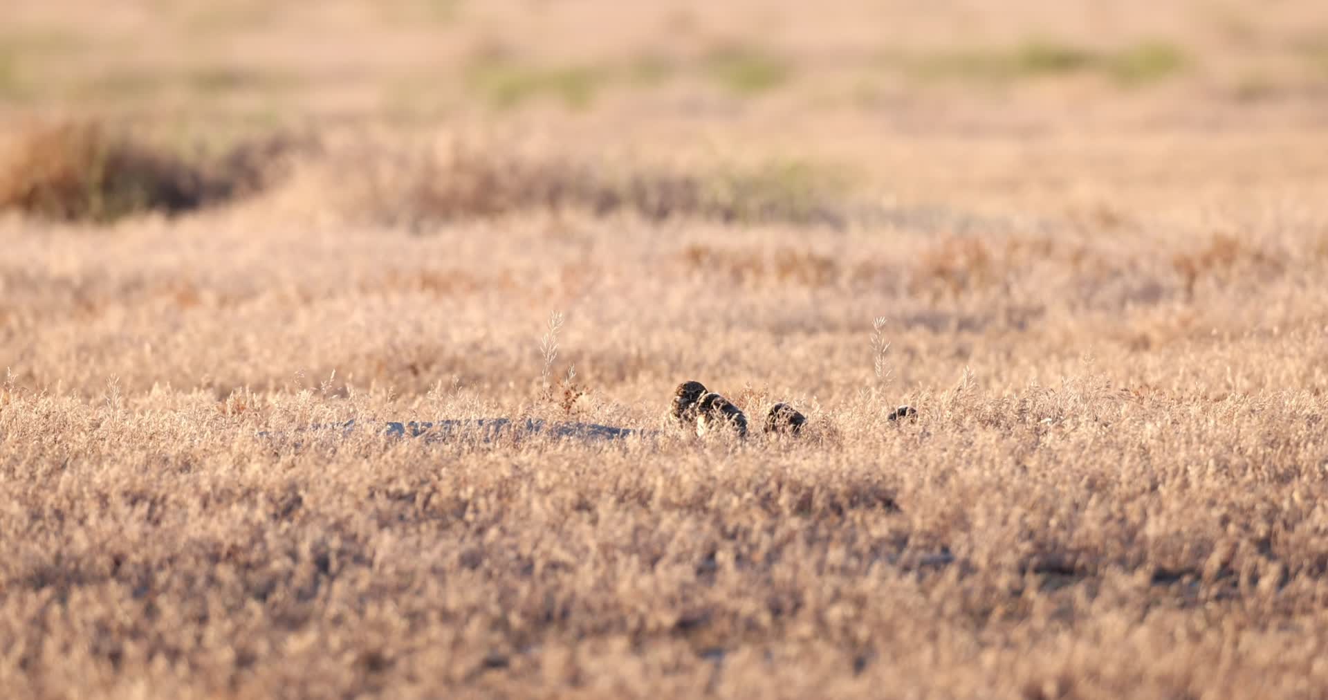 成群小猫头鹰草地玩耍觅食视频的预览图