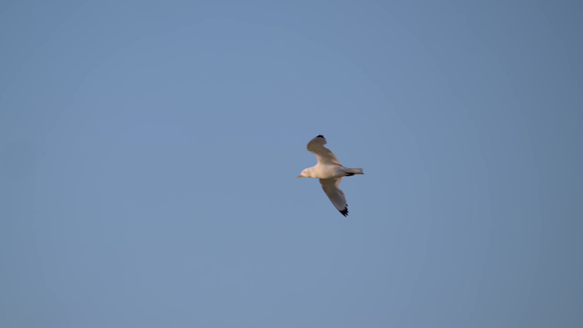 海鸥空中盘旋飞翔视频的预览图