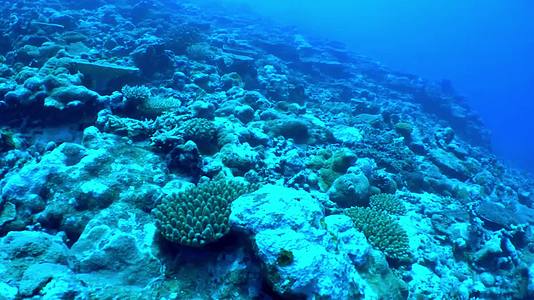 海洋丰富鱼类珊瑚生物合集视频的预览图
