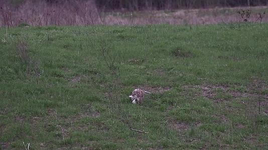 老鹰在草地上休息视频的预览图