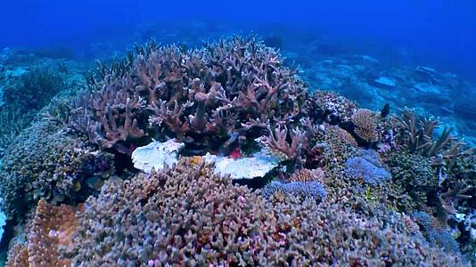 海洋丰富鱼类珊瑚生物合集视频的预览图