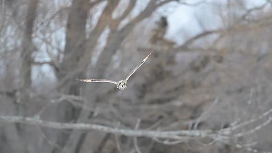 冬季猫头鹰森林中飞翔慢镜头合集视频的预览图