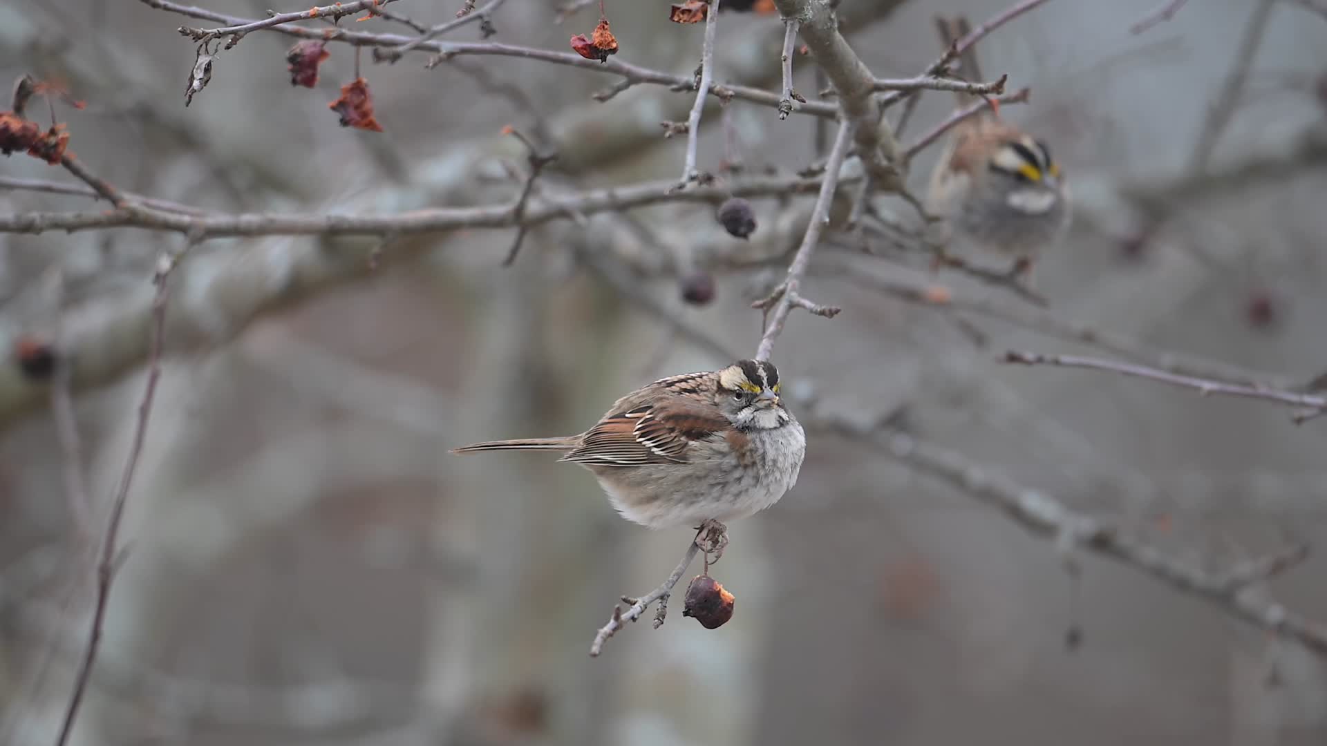 冬季麻雀树枝上啄食果实视频的预览图