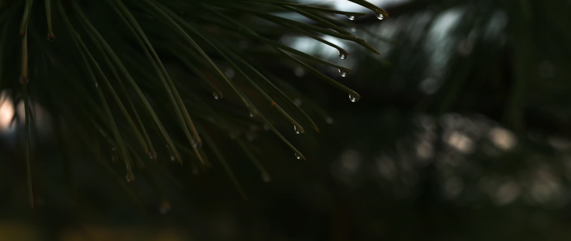 雨后松树松针上水滴视频的预览图
