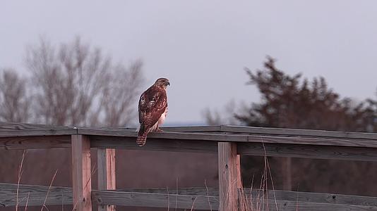 老鹰夕阳傍晚站在围栏上视频的预览图