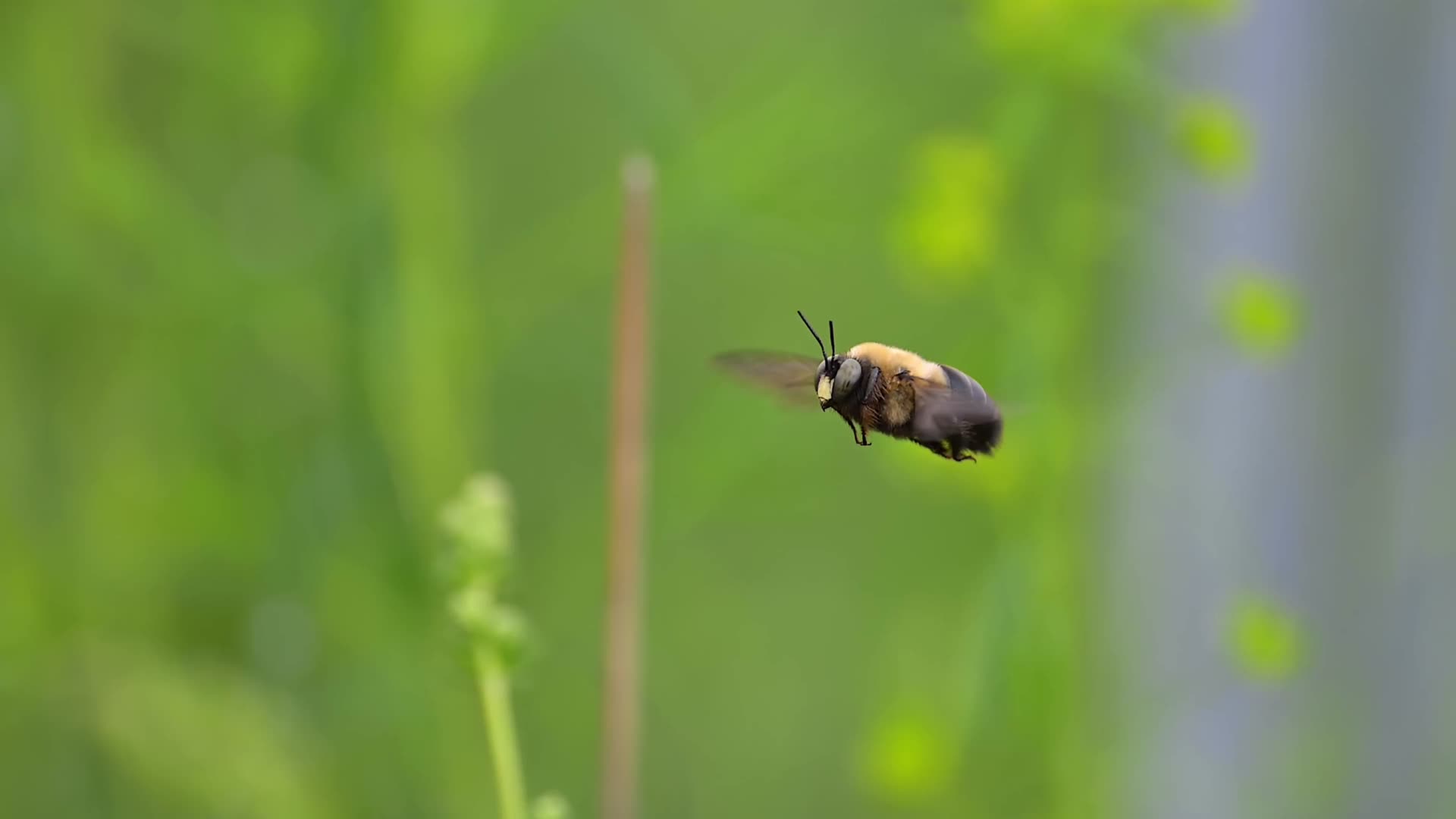 微距拍摄蜜蜂熊蜂悬停飞舞视频的预览图