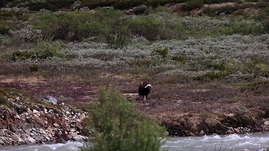 野生牦牛高原荒野河谷觅食视频的预览图