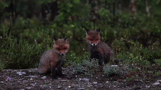 野生小狐狸草丛中觅食视频的预览图