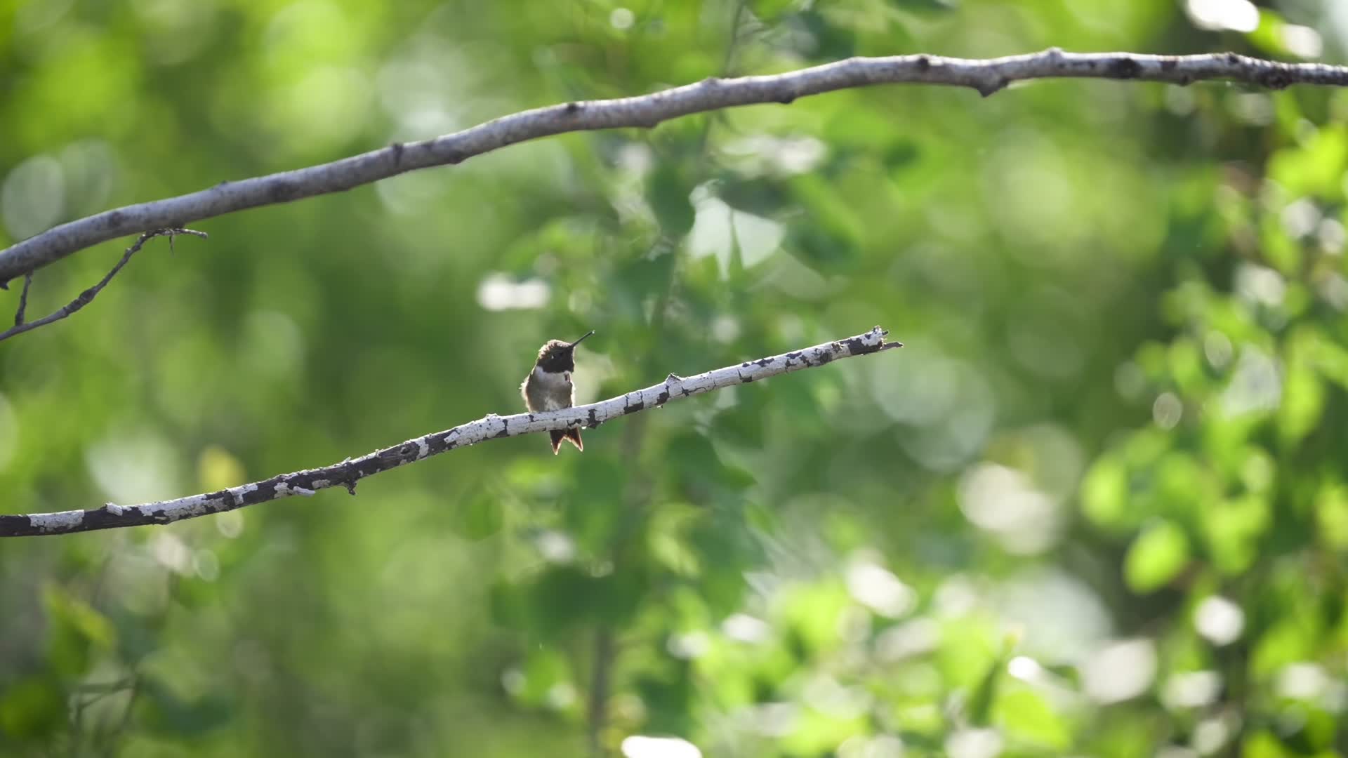 蜂鸟枝头夏季森林合集视频的预览图
